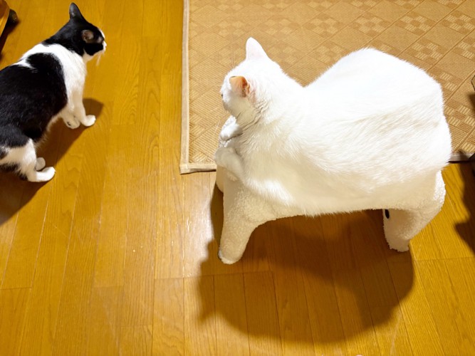 上から撮影した2匹の猫2