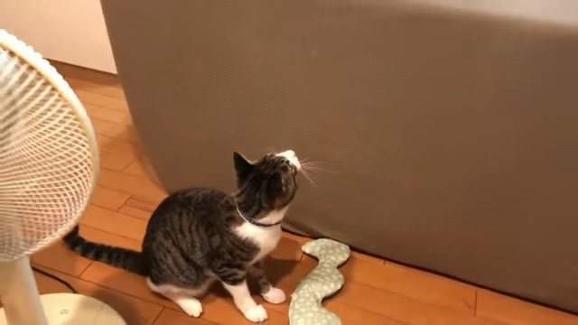 ソファの裏から見上げる猫