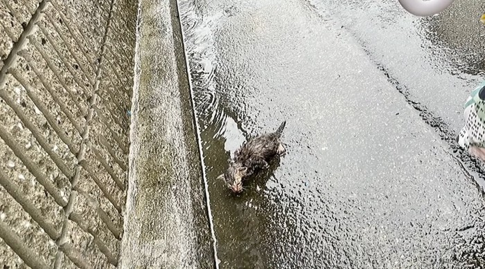 雨降りの道端にいる子猫