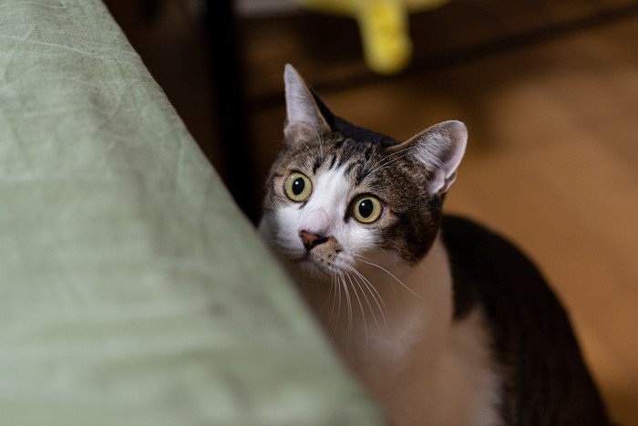 じっと見ている猫