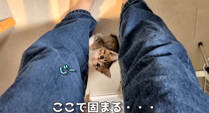 見上げる猫