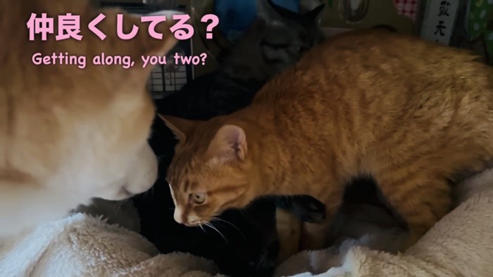 茶トラ猫とキジトラ猫の様子を見にきた柴犬