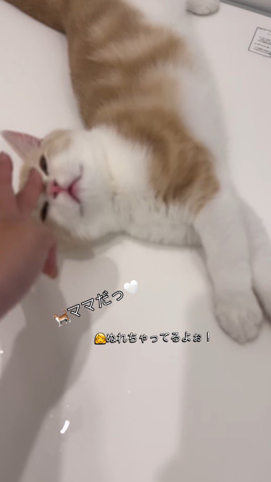 女性に頭を撫でられる子猫