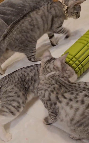 ローラーで遊んでいる3匹の猫