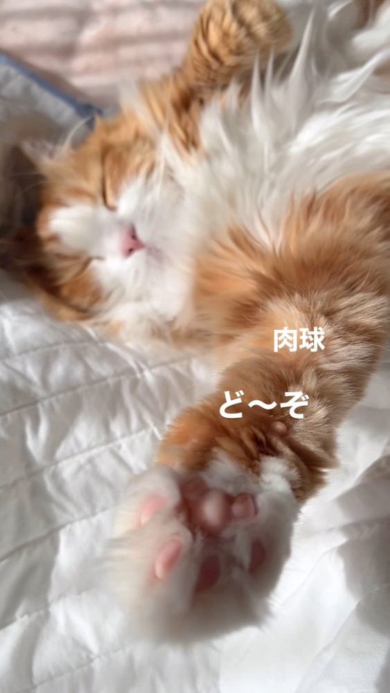 猫の肉球