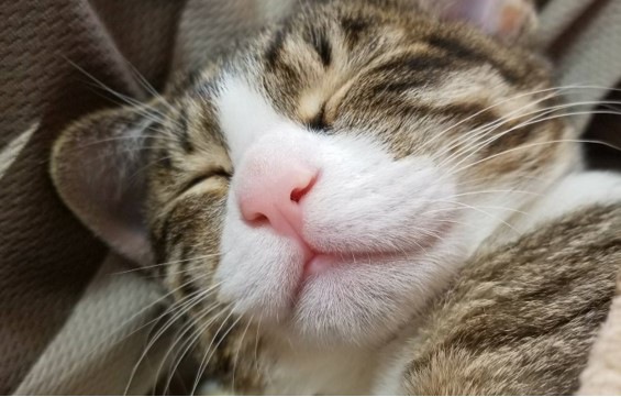 #眠る子猫#