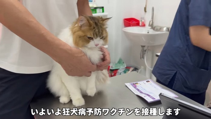 診察台の上の猫