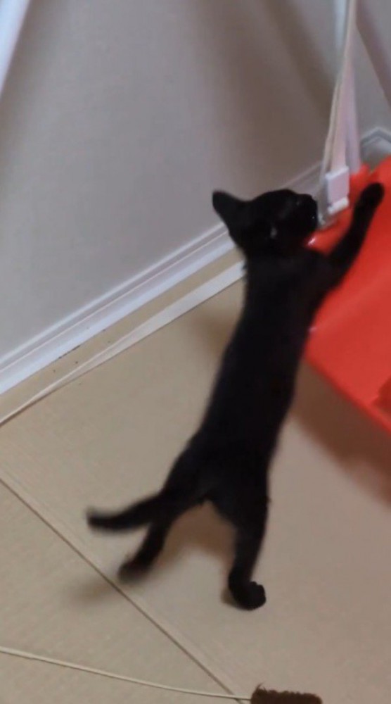 ブランコのイスを前足を使って押す子猫
