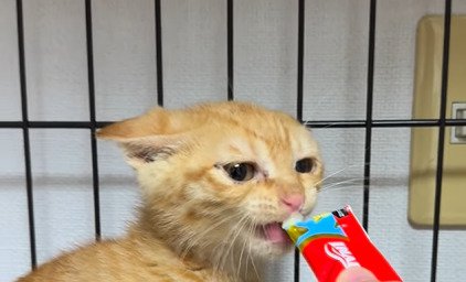 おやつを少しずつ口にする茶トラの保護子猫