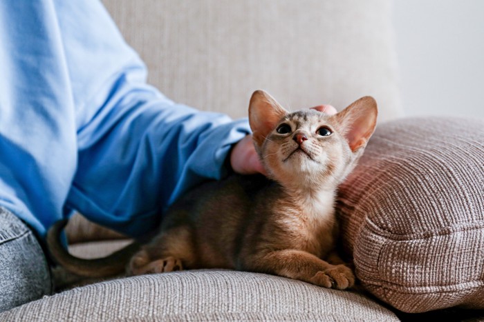 ソファの上で飼い主になでられているアビシニアンの子猫