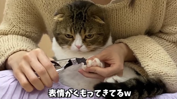 爪切りをされる折れ耳猫