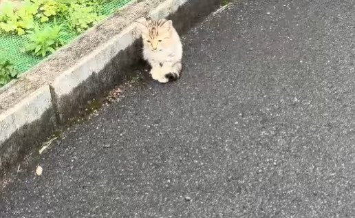 駐車場の隅に座る子猫