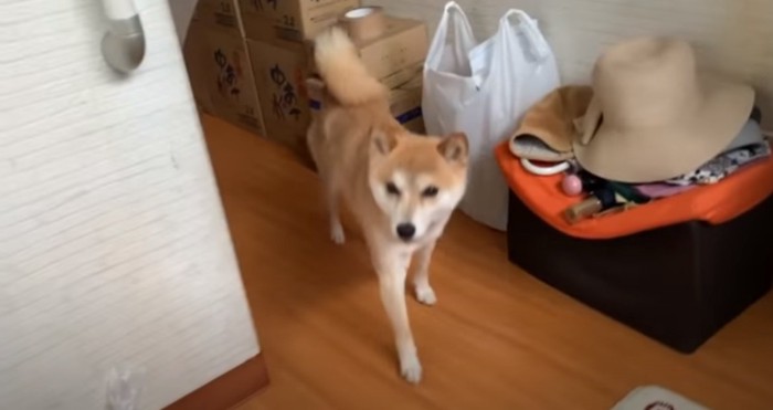 玄関の犬