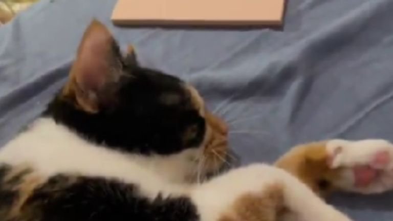 寝ている猫