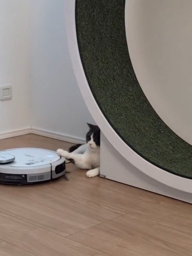 ロボット掃除機を押し返す猫