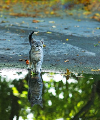 水たまりと猫