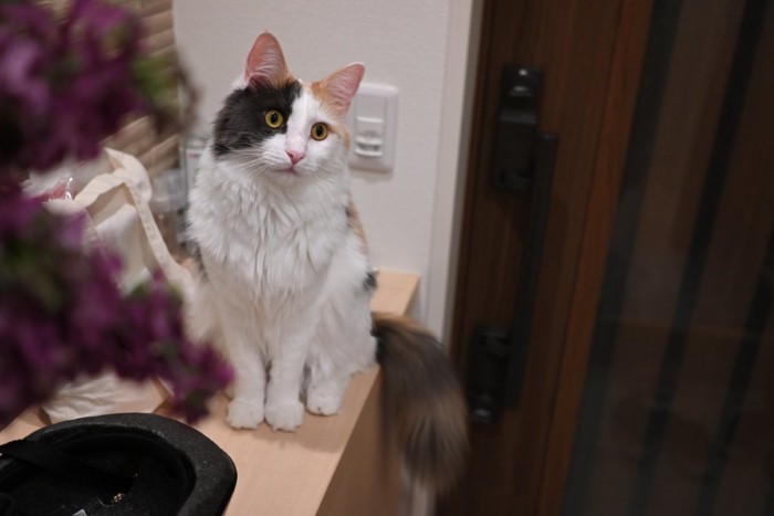 玄関に待機する猫