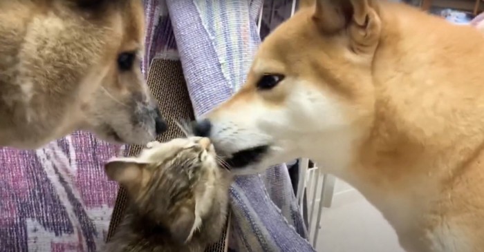 子猫の毛繕いをする柴犬2匹