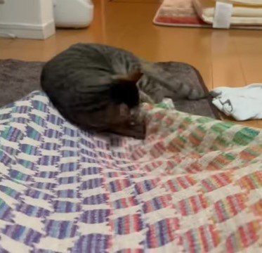 人の足に噛みつく猫