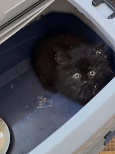 見上げる子猫