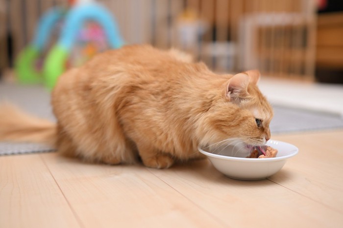 ご飯を食べる猫