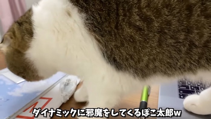 テーブルの上に乗る猫