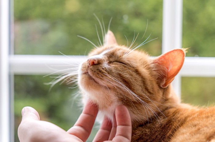喉を撫でられる猫