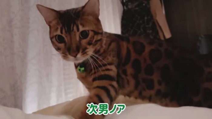 緑色の鈴の猫