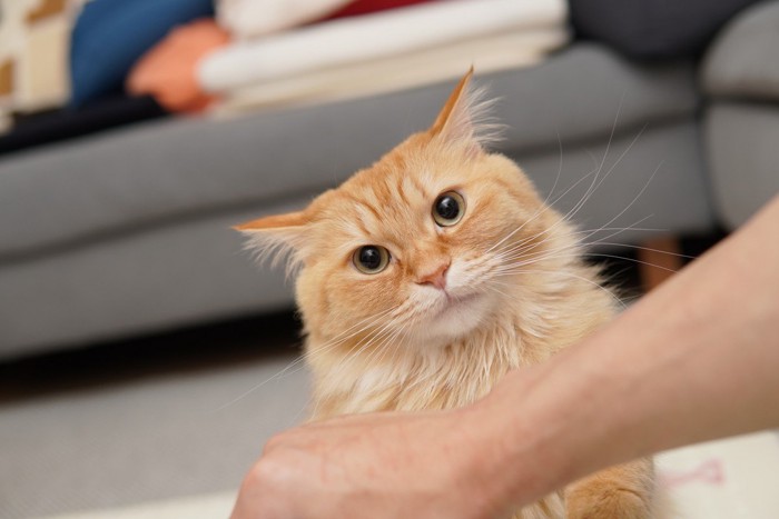 人間の腕に警戒中の猫