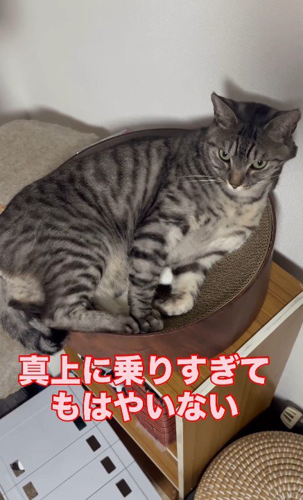 猫用ベッドの中の2匹の猫