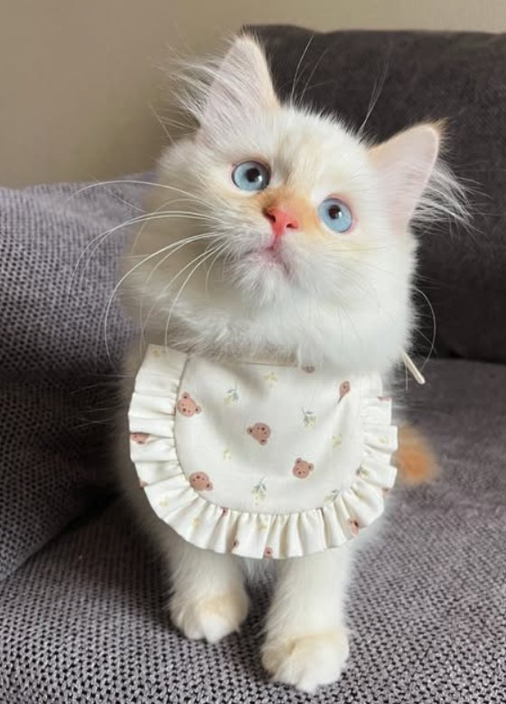 スタイをつけた子猫