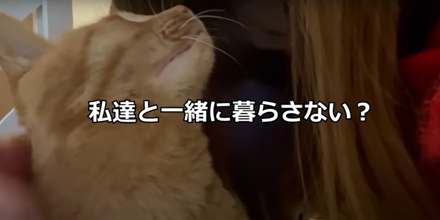 女性と猫