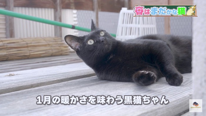 ベランダ屋外の黒猫