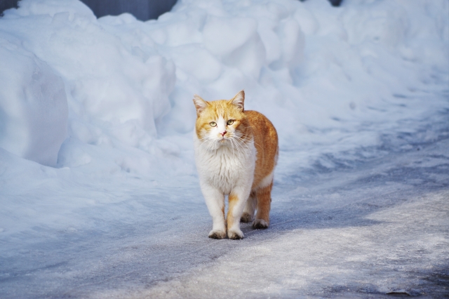 雪と猫