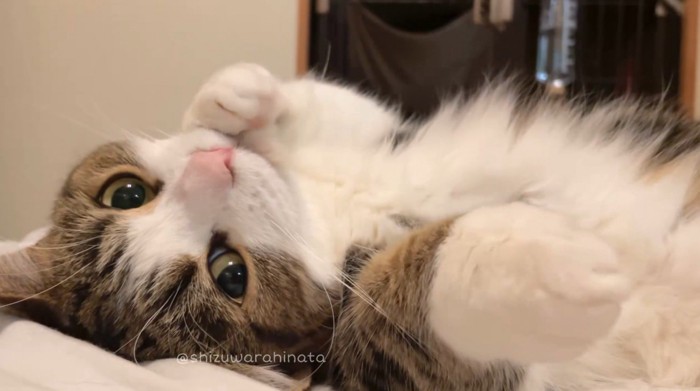 カメラへ視線を移す猫