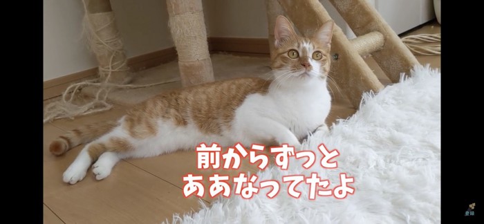 ごろんとしながら見上げる猫