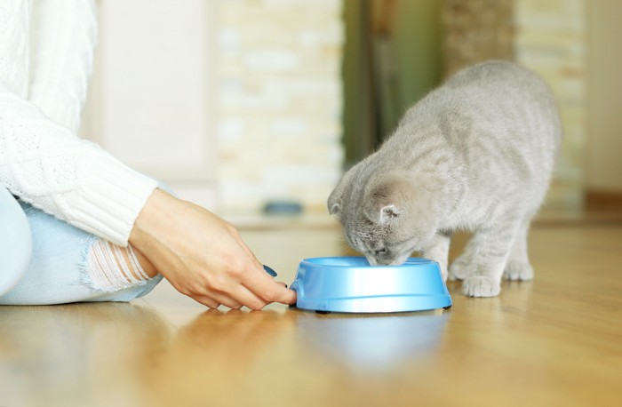 猫に食器を差し出す飼い主と食べ始める猫