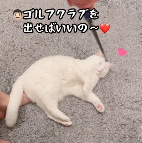 ゴルフクラブで頭をなでられる白猫