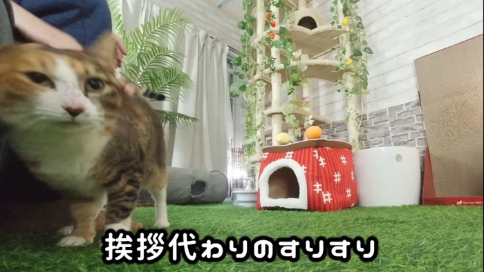 スリスリする猫