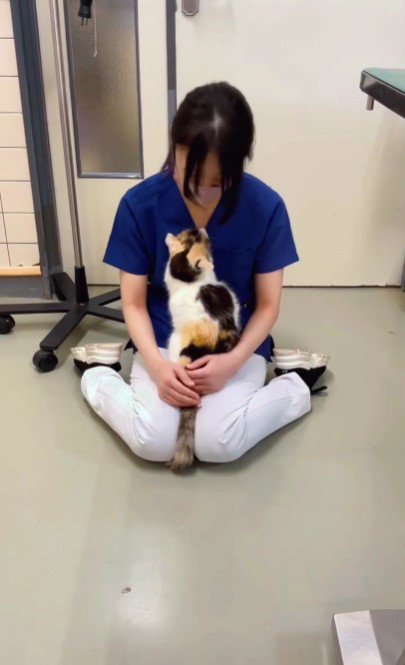 人の膝の上に乗る猫