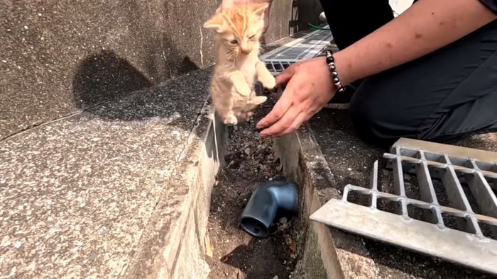 首根っこを掴まれる茶トラ