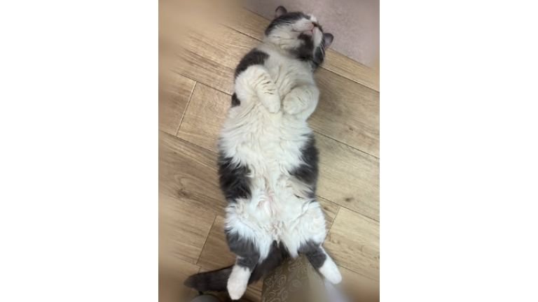 寝転がる猫