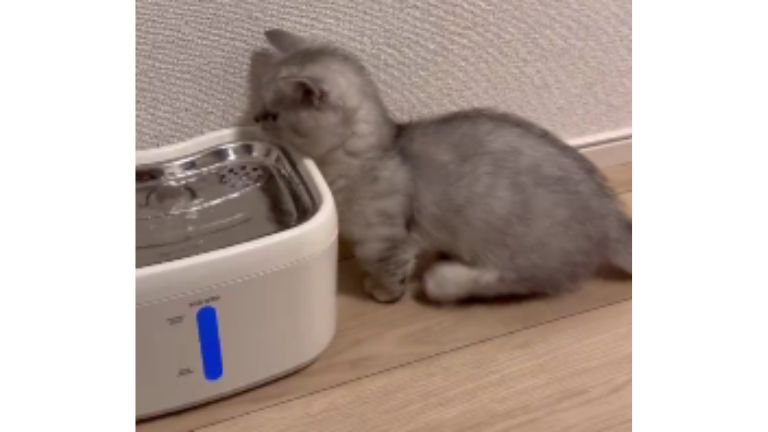 猫と自動給水機