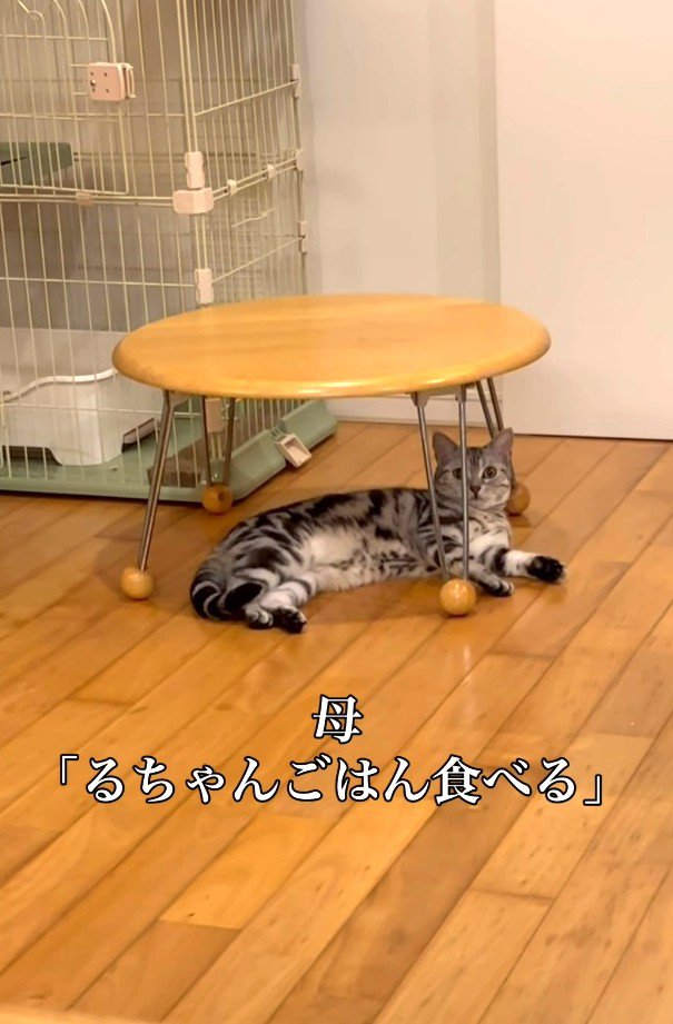 猫に声をかけるママ