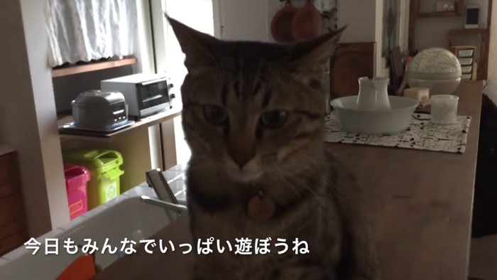 キッチンにいる猫