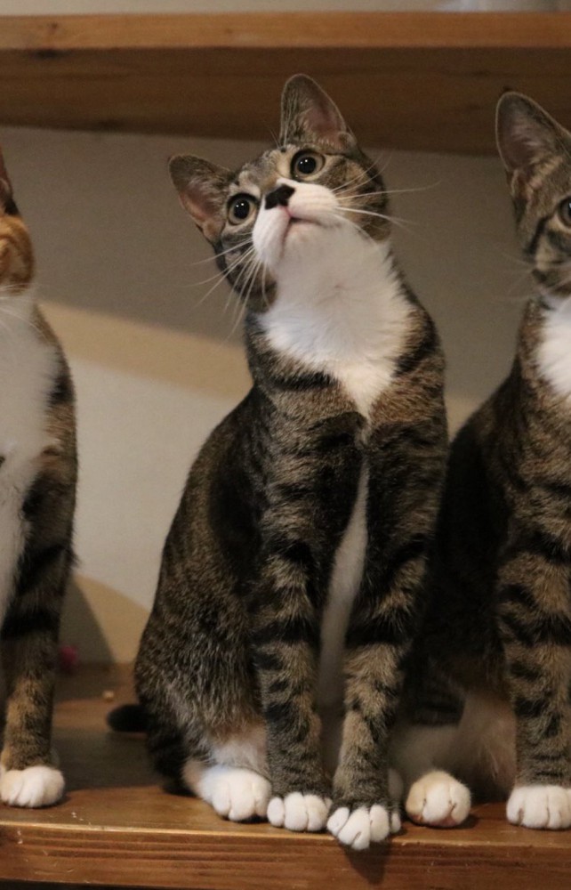 首を伸ばして視線が釘付けになっている真ん中の猫