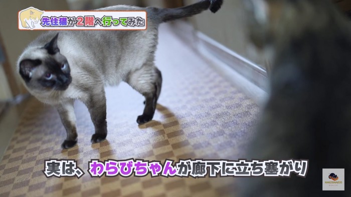 警戒するシャム猫