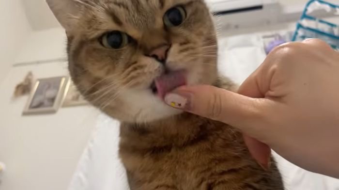 ぺろぺろみにら君