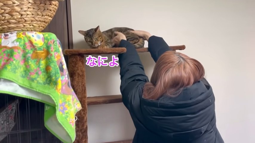 キャットタワーにいる猫