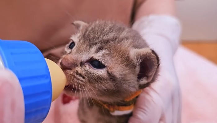 ミルクを飲むむぎちゃん